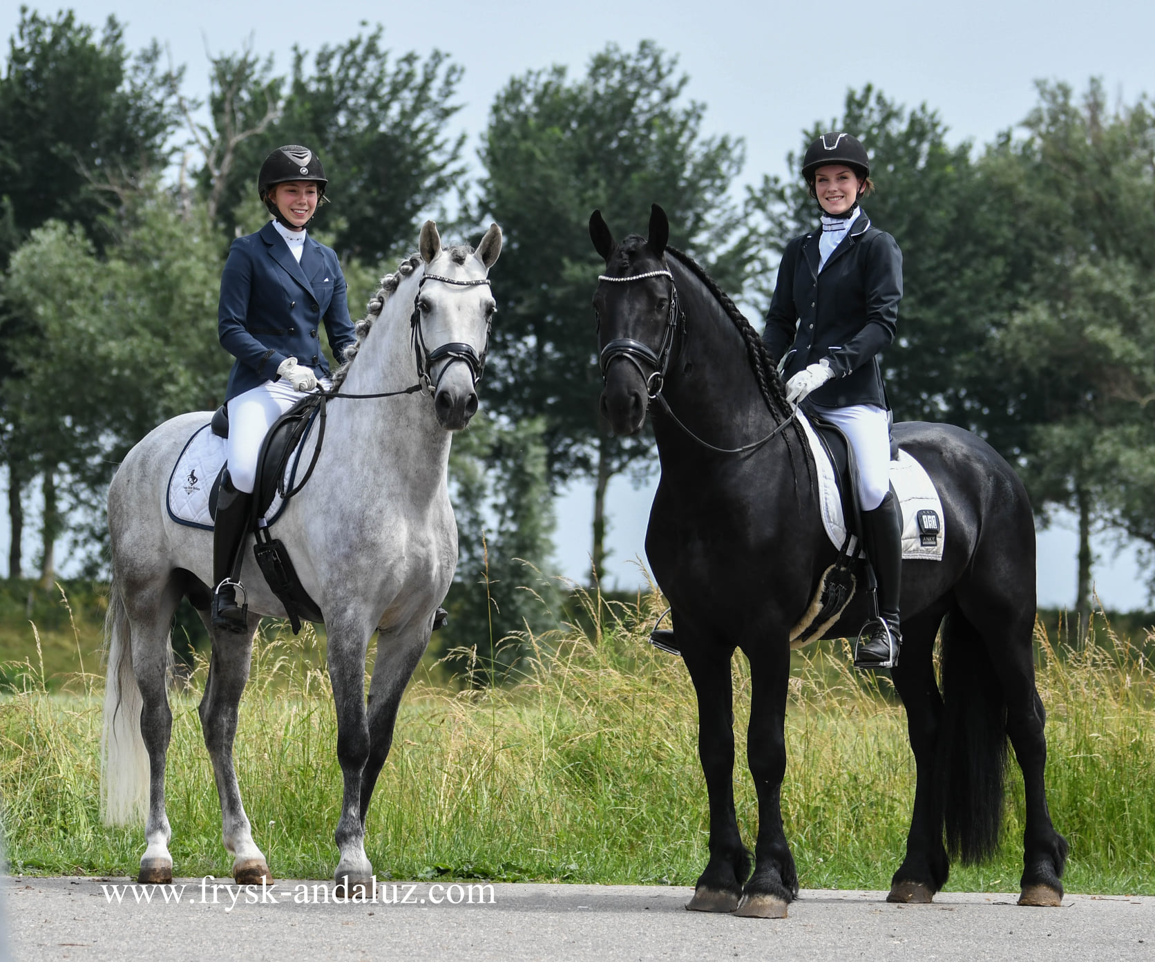 Friesian Horses - Frysk-Andaluz